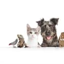 You could win a £50 voucher by entering The News' exciting Top Pet competition, which launches today