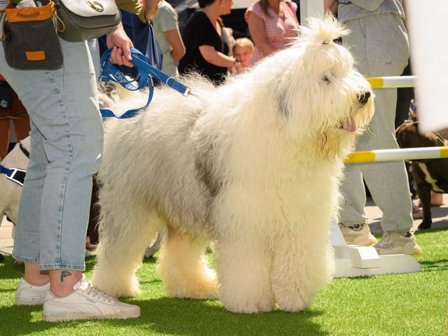 Owners proudly displayed their dogs at Whiteley Doggy Day.Picture: Keith Woodland (250521-99)