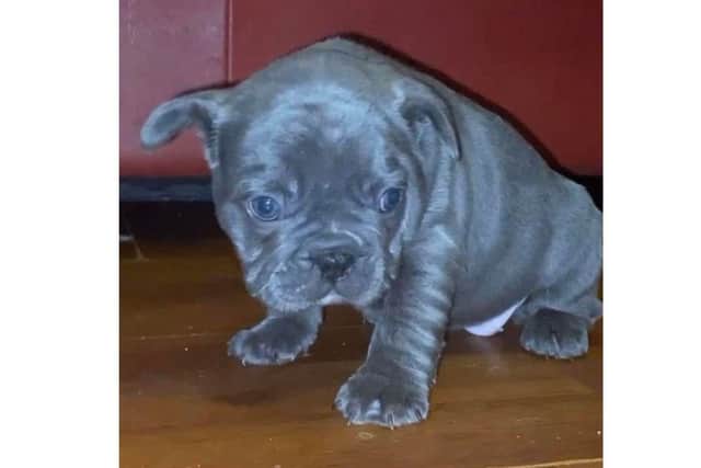 Mabel the eight week old French Bulldog puppy has been stolen by two masked men who broke into a Havant home