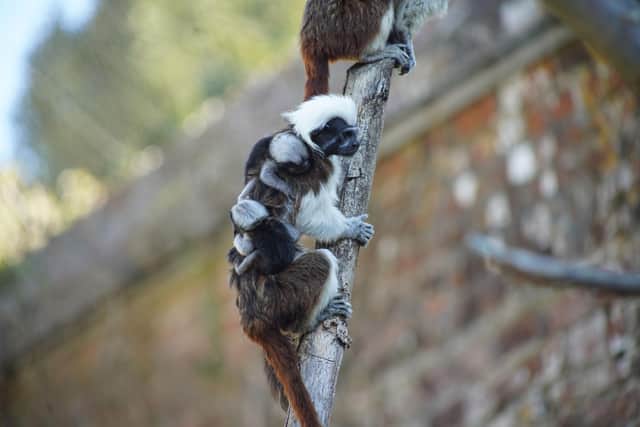 Tamarin twins