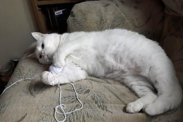 Nine-year-old Bella has found a happy home after a four-month stay with Gosport Cats Protection