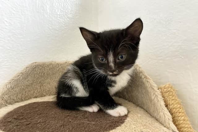 A kitten at Cat and Rabbit Rescue Centre, Chichester