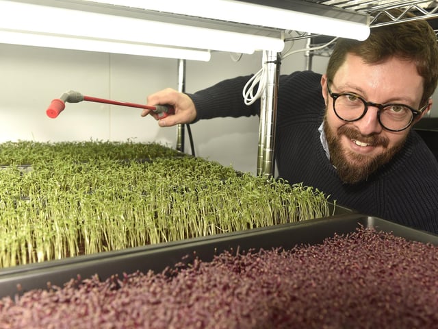 Adam Brown from Portsmouth opened a microgreens indoor farm in January 2023.
Picture: Sarah Standing