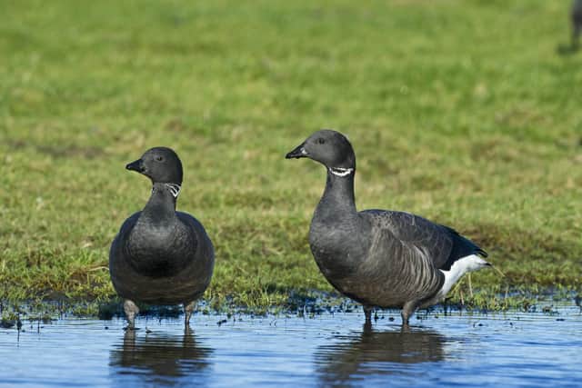 Brent Geese Picture: David Tipling