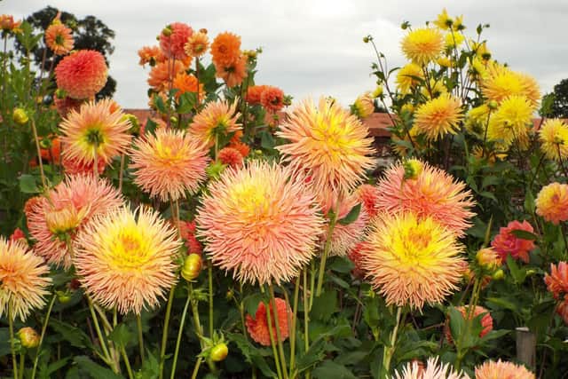 Earwigs love dahlias.