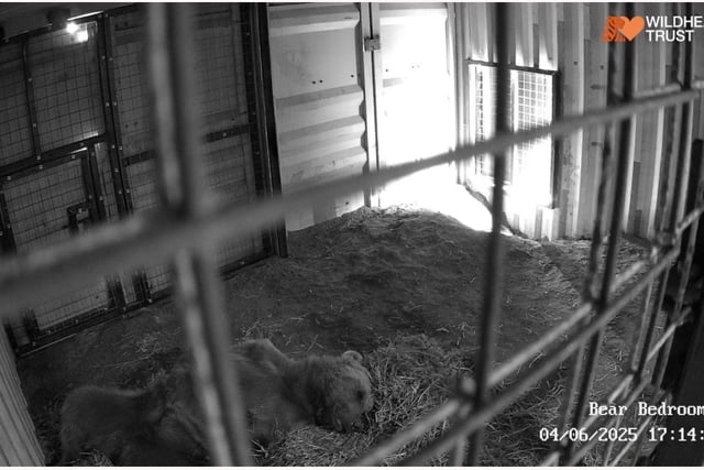 The bears snuggle down in their brand new bedroom for their first night at the Wildheart Animal Sanctuary