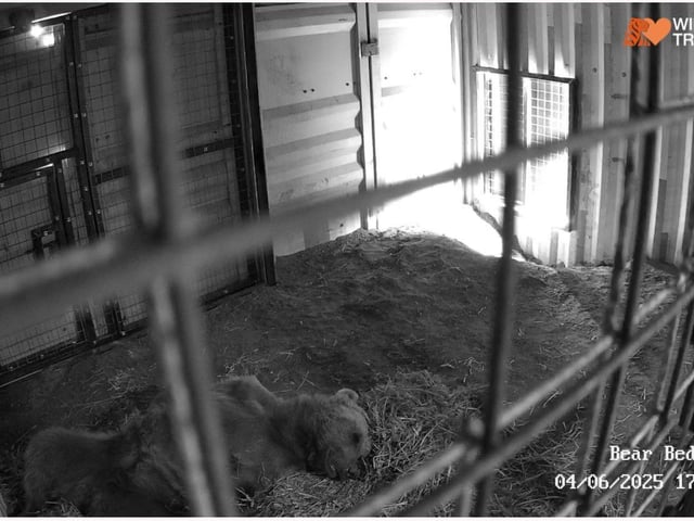 The bears snuggle down in their brand new bedroom for their first night at the Wildheart Animal Sanctuary