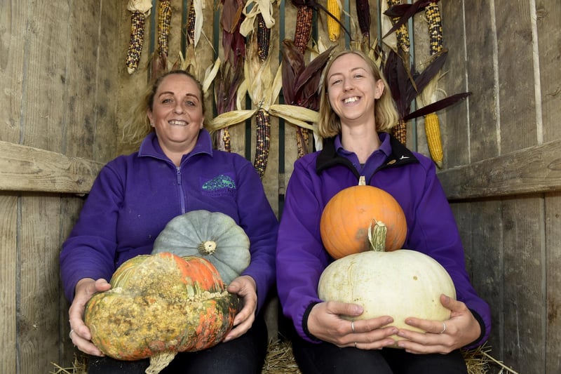 Stoke Fruit Farm in Hayling Island, have a fantastic display of pumpkins which can be seen and purchased ready in time for Halloween. 
Picture: Sarah Standing (101023-9225)