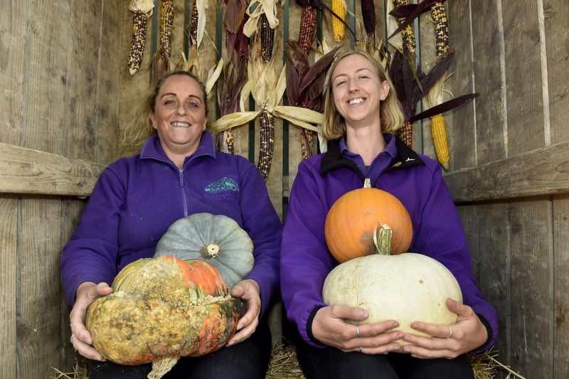 Stoke Fruit Farm in Hayling Island, have a fantastic display of pumpkins which can be seen and purchased ready in time for Halloween.
Picture: Sarah Standing (101023-9225)