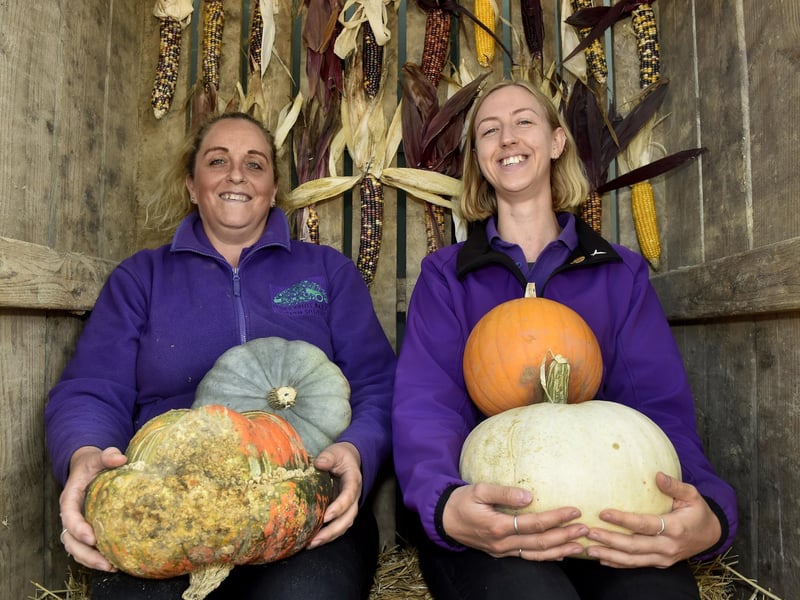 Stoke Fruit Farm in Hayling Island, have a fantastic display of pumpkins which can be seen and purchased ready in time for Halloween.
Picture: Sarah Standing (101023-9225)