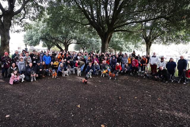 100 South Coast Schnauzer’s, a record number, gathered in Southsea Dog Park as they preparedfor their charity walk along the seafront in 2022. 
Picture: Sam Stephenson.
