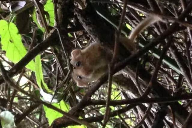 A dormouse at Swanwick, Hampshire. Developer Knightsgate UK allowed its habitat to be destroyed. Picture: CPS Wessex