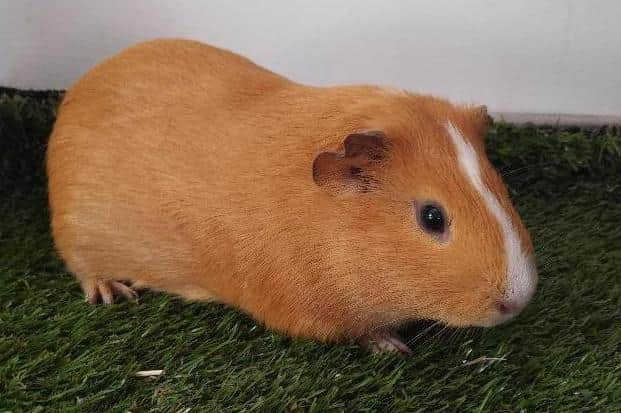 Guinea pig Waffle is shy and needs some support from new owners adopting him from Stubbington Ark RSPCA
