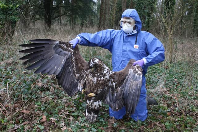 The bird found in Dorset. Picture: Dorset Police/PA Wire