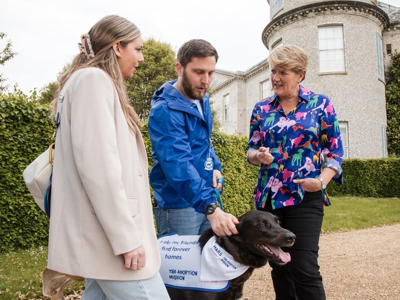 Adopted Labrador cross, Elder, at Goodwoof 2024, at Goodwood Estate in Chichester, whilst raising awareness of rescue dogs still needing a forever home. PA Photo. The Adoption Mission by Mars Petcare is covering the adoption fees for up to 25 dogs from Elder's former rescue centre, Raystede, for potential owners considering adopting a dog following the event and the pet food brand's State of Pet Homelessness Project has found that only half of prospective dog owners consider adoption, prolonging the wait for over a million animals in the UK awaiting their forever families. Photo credit should read: Dave Dodge/PA Media