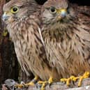 A Kestrel family in a nest box.
