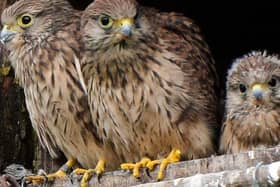 A Kestrel family in a nest box.