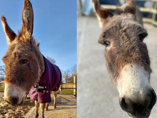Hayling Island Donkey Sanctuary have said goodbye to their beloved Boyce.