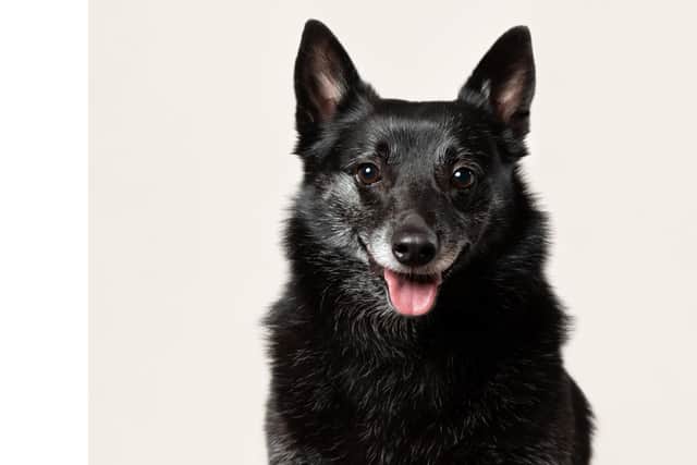 Storm, a rescue dog from Portsmouth, has made the front cover of the 2021 Kennel Club Breed Rescue Calendar.