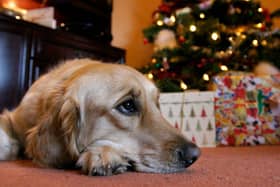 Every year thousands of dogs require veterinary treatment after eating these foods.
