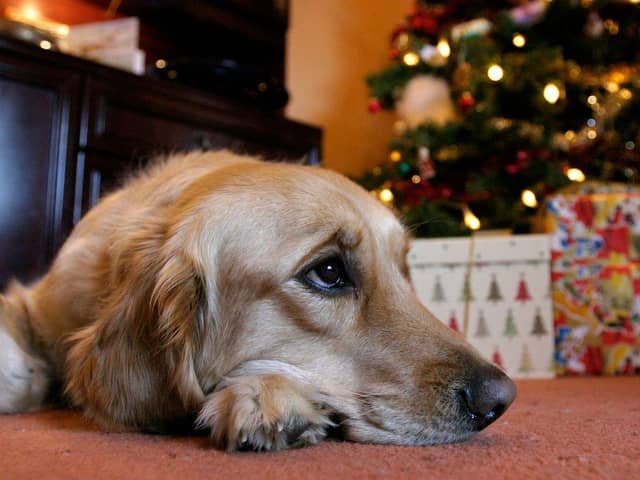 Every year thousands of dogs require veterinary treatment after eating these foods.