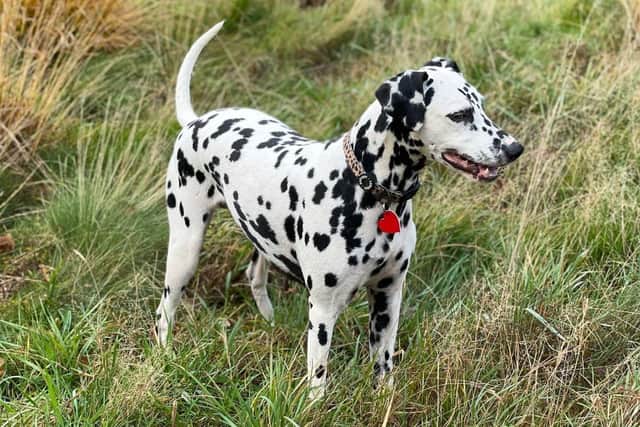 Harriet Charter has been on a journey with her 7-year-old dalmation, Harper, who has racked up thousands in medical bills after intriguing vets with her condition.