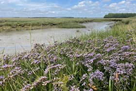 Saltmarsh by Kate L'Amie