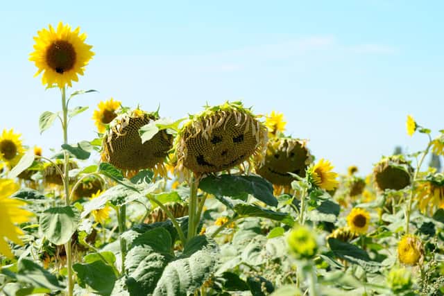 Many people enjoyed the hot weather picking sunflowers at Sam's Sunflowers in Hayling Island, part of Stoke Fruit Farm, on Thursday, August 10. Picture: Sarah Standing (110822-8516)
