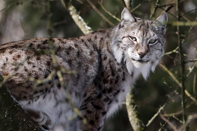 There are two lynx reported to be in the Winchester City Council area, and two in the East Hampshire District Council area. Picture: Kenzo TRIBOUILLARD / AFP via Getty Images.