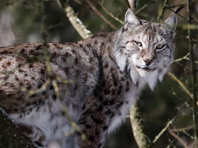 There are two lynx reported to be in the Winchester City Council area, and two in the East Hampshire District Council area. Picture: Kenzo TRIBOUILLARD / AFP via Getty Images.