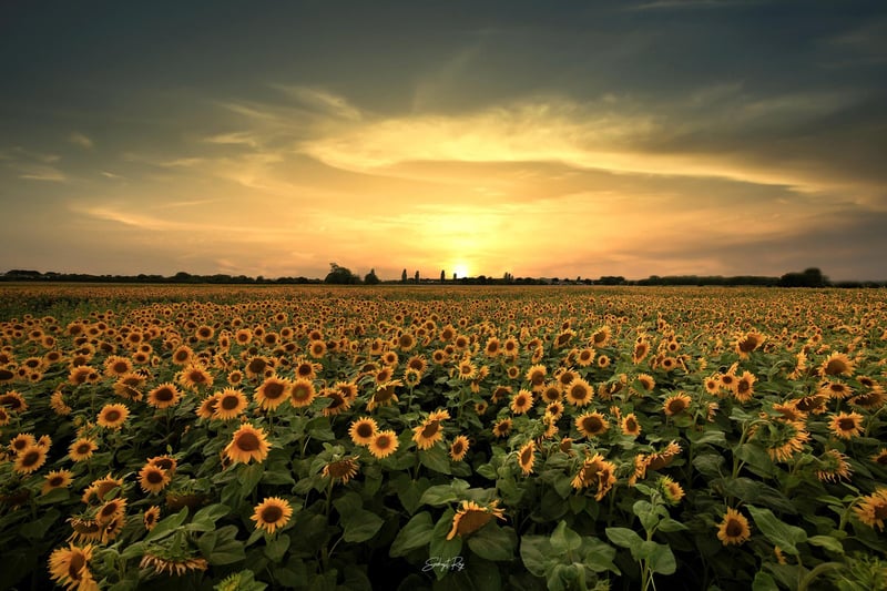 Sunflowers at Stoke Fruit Farm at Haying Island taken by Snehajit Roy. @snehajitroy
