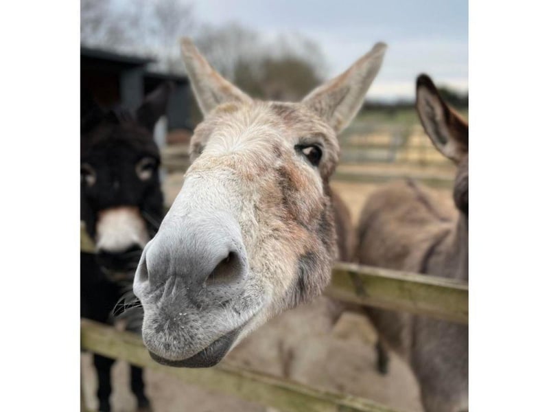 Take a look at some of the lovely donkeys that are at the Hayling Island Donkey Sanctuary.