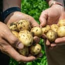 Potato crops. Picture Bruce Rollinson.