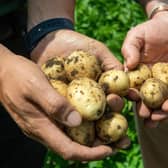 Potato crops. Picture Bruce Rollinson.