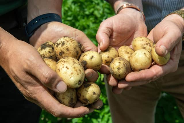 Potato crops. Picture Bruce Rollinson.