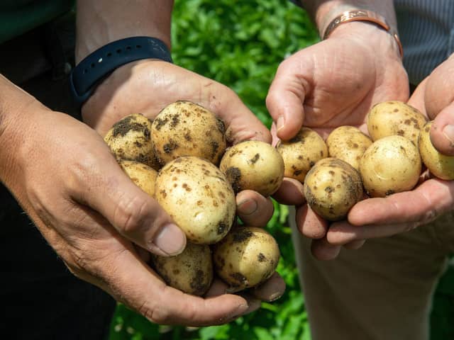 Potato crops. Picture Bruce Rollinson.