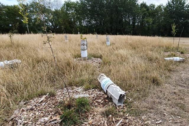 Damage done to the D-Day Memorial Copse at Port Solent. Picture: Habibur Rahman