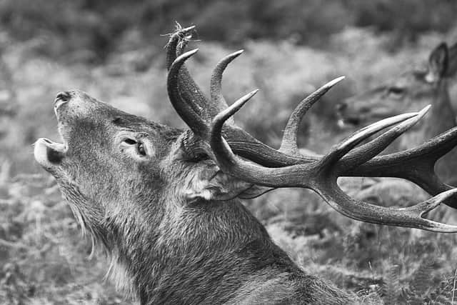 A photography exhibition put together by The Harbour School is available to view at Portsmouth Central Library. Pictured: Bellowing Red Deer Stag by one of the pupils