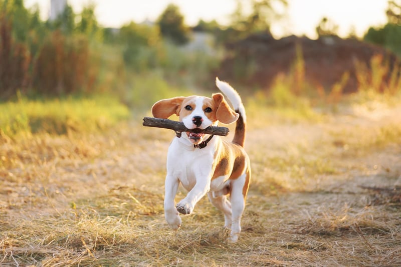 The Beagle is described as a loyal and loving companion making them excellent family dogs. 
(photo: Adobe)