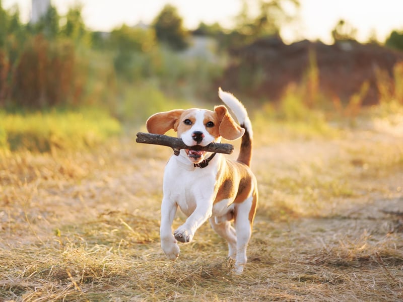 The Beagle is described as a loyal and loving companion making them excellent family dogs. 
(photo: Adobe)