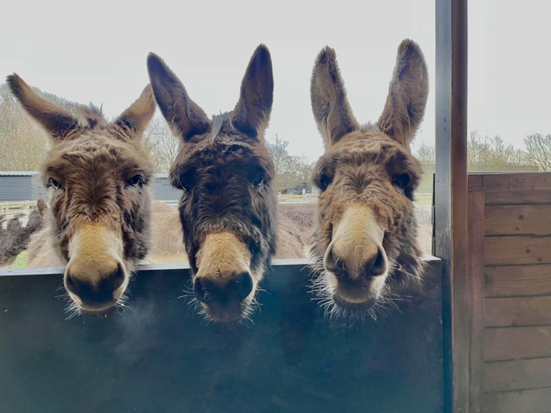 Take a look at some of the lovely donkeys that are at the Hayling Island Donkey Sanctuary.