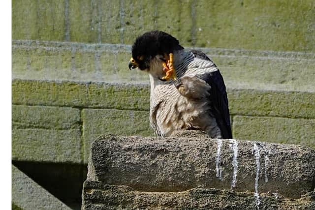 A peregrine falcon atop the tower of St Cuthbert's Church, Portsmouth. Picture: Mark Cox