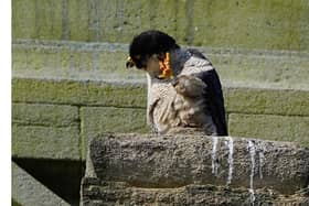 A peregrine falcon atop the tower of St Cuthbert's Church, Portsmouth. Picture: Mark Cox