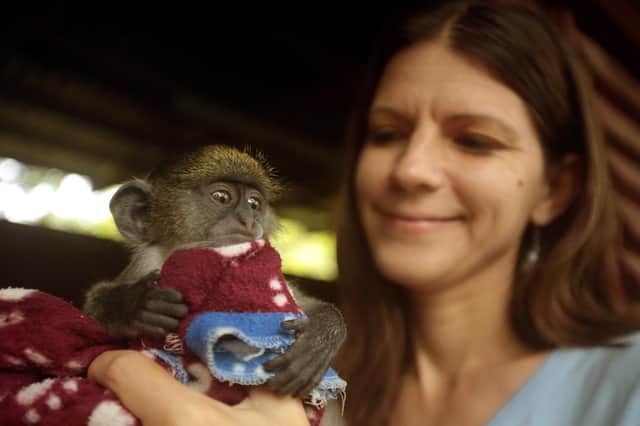 Josie du Toit with a samango monkey in South Africa
