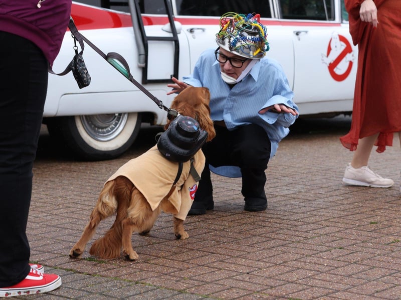 Pictured is Farley the Spaniel dressed up for fun.
Picture: Sam Stephenson.