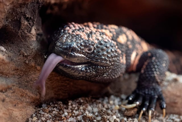 There are two gila monsters reported to be in the Winchester City Council area. Picture: JOEL SAGET/AFP via Getty Images.