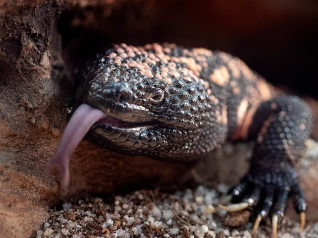 There are two gila monsters reported to be in the Winchester City Council area. Picture: JOEL SAGET/AFP via Getty Images.
