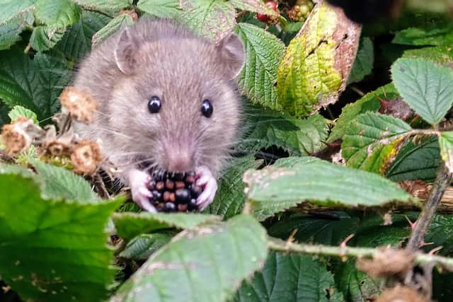 A dormouse tucks into a blackberry amid the brambles. Picture: Paulene Davies