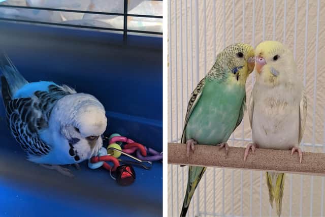 Anna Janusz and her family found missing budgie Icy after four days thanks to the power of social media. Pictured: left is Icy after returning home and right is Kiwi and Sunny, the family's new pets