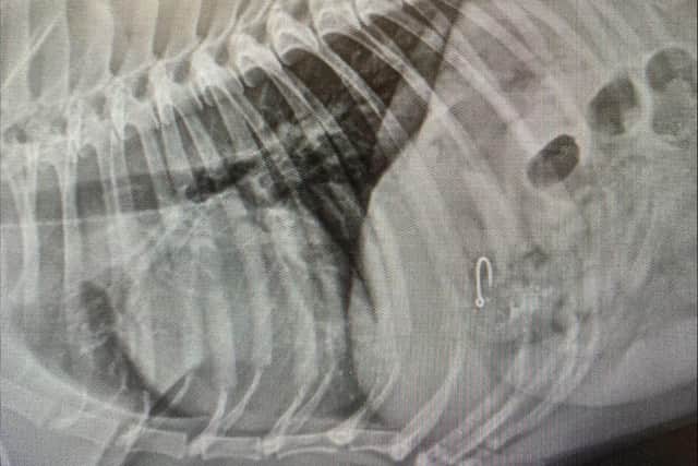 An X-ray showing the fishing hook sitting inside Frank's stomach.